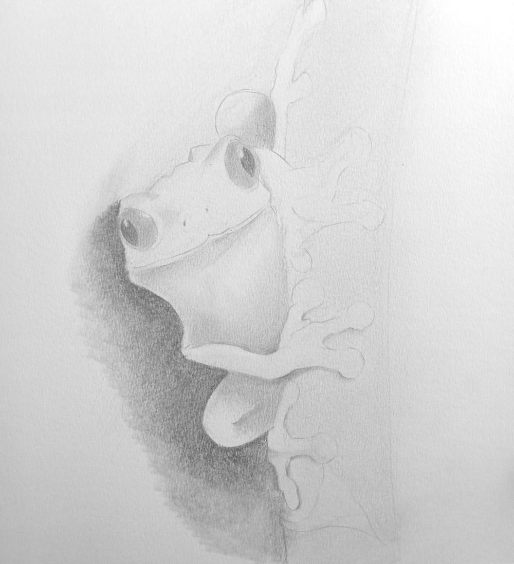 Dibujo a grafito de una rana asomándose detrás de un tronco de árbol
